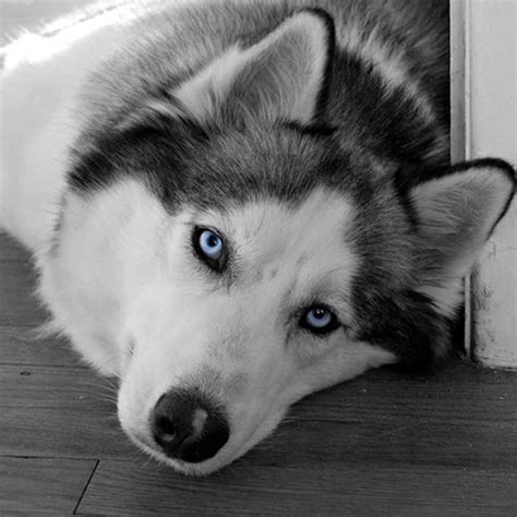 Are Pomeranian Husky Mixes Real