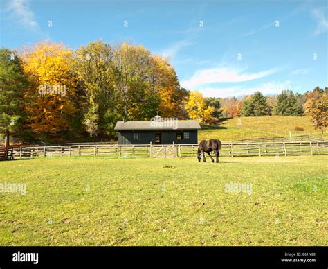 horse and barn in autumn Stock Photo - Alamy