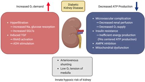 Oxidative Stress Induced by Lipotoxicity and Renal Hypoxia in Diabetic ...