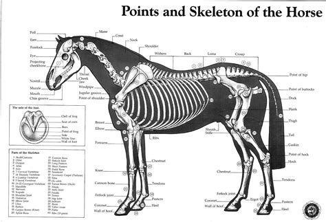 Printable Horse Anatomy Chart - Printable Word Searches