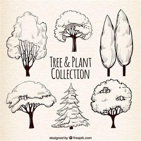 Baum Zeichnung Bilder - Kostenloser Download auf Freepik