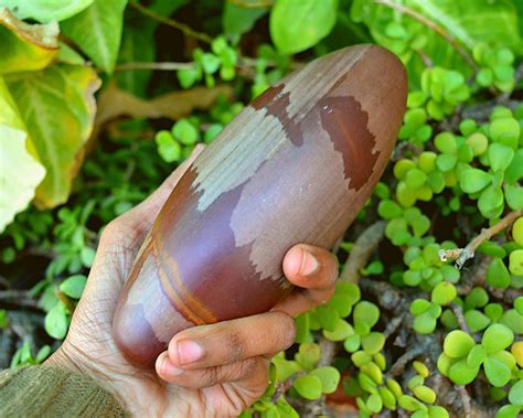 Shiva Lingam Shop Narmadeshwar Shiva Lingam - Holy Symbol of Lord India ...
