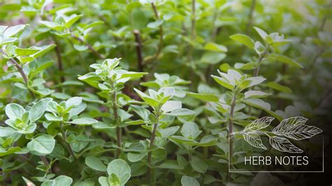 Lemongrass Uses and Plant Profile