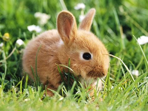 37 Facts About Rabbit - Facts.net