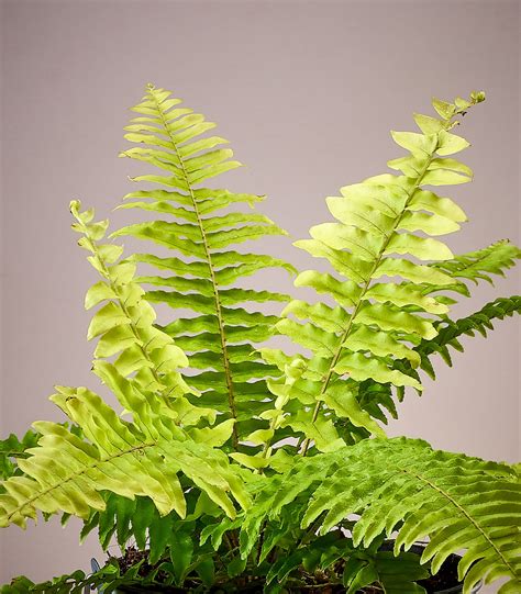 Indoor Fern Plants