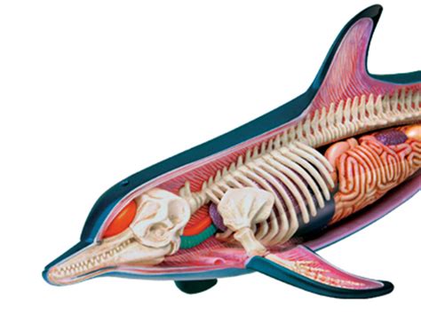 包邮 4D MASTER益智拼装玩具动物生物海豚器官解剖医学用教学模型-阿里巴巴