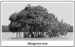 Aquatic ecosystem - (Part - 2) - Environment for UPSC CSE PDF Download