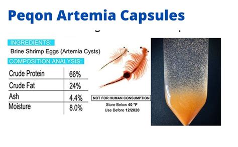 MAF Peqon Artemia, Brine Shrimp Eggs,Peqon Blue Ring Artemia Eggs ...