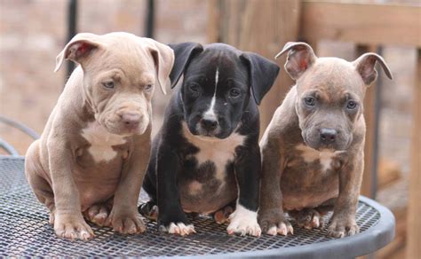 Download American Bully Puppy Dogs On Steel Table Wallpaper ...
