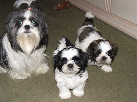 Baby Shih Tzu Black