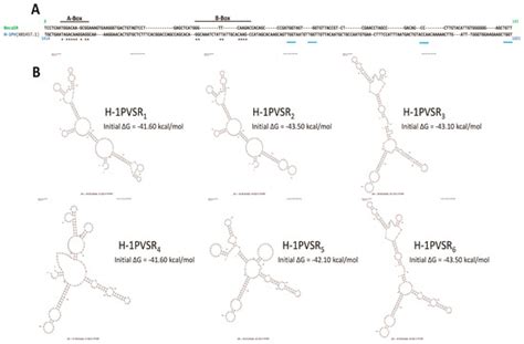 Pathogens | Special Issue : The Multifaceted Parvoviridae Family: From ...