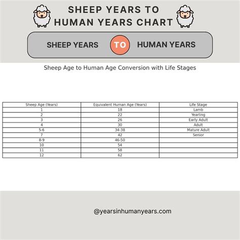 Sheep Years to Human Years - Sheep Age Calculator - YIHY