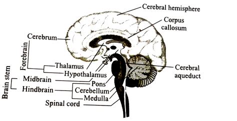 Recognise the figure and find out the correct matching