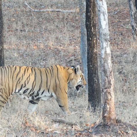 HOTEL TIGER VALLEY RESORT (Turiya) - Lodge Reviews, Photos, Rate ...