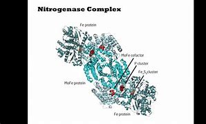 Nitrogenase 的图像结果