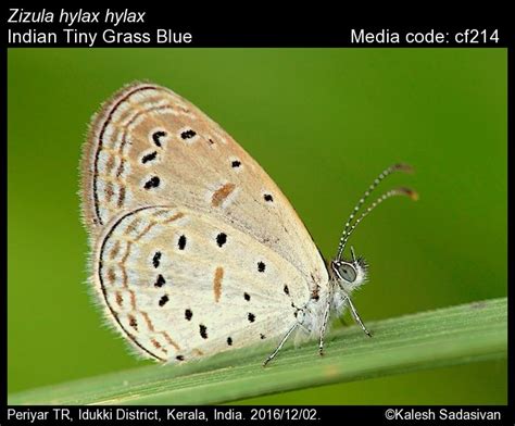 Zizula hylax | Butterfly