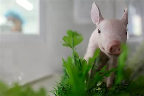 Scientists Create Safe Pig Organs Hoping To Make Human Transplants More ...