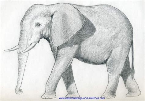 elephant drawing easy release