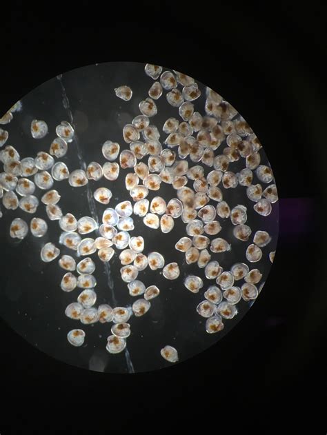 The Importance Of Oyster Restoration | Cape May Whale Watch & Research ...