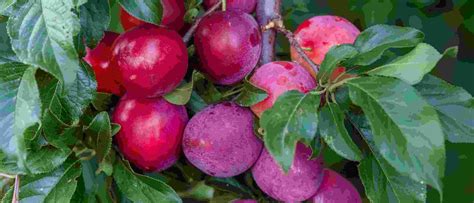 Top 9 Health Benefits of Plum with its nutrition facts
