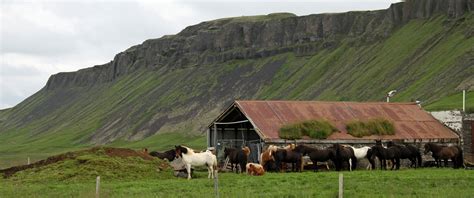 Agriculture In Iceland