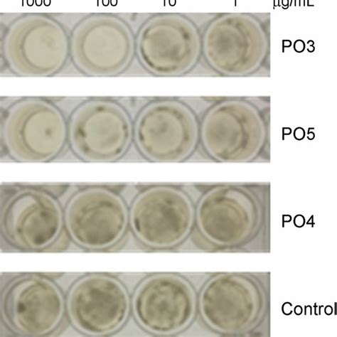 Image result for Agar Plug Diffusion Method