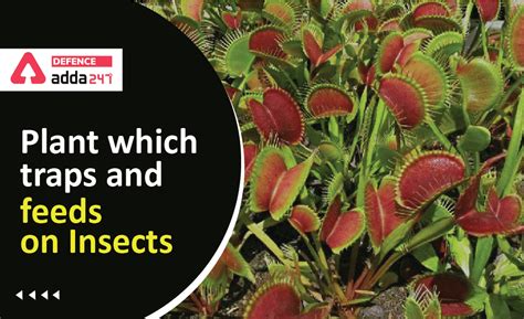 The Plant which Traps and Feeds on Insects