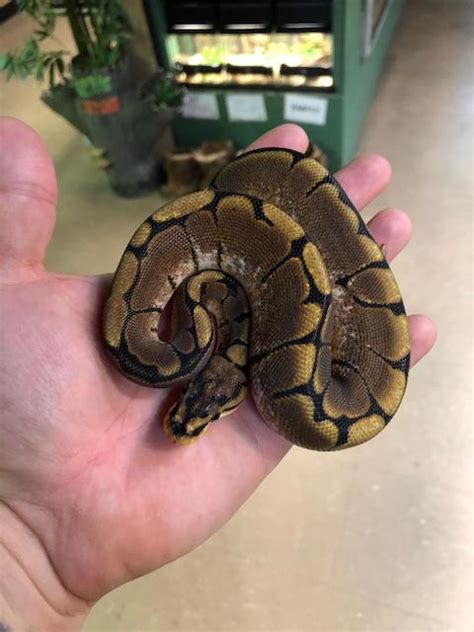 Image result for Axanthic Spider Ball Python