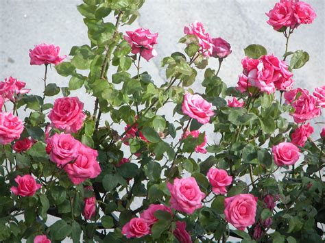 Rose Garden Wallpapers - Wallpaper Cave