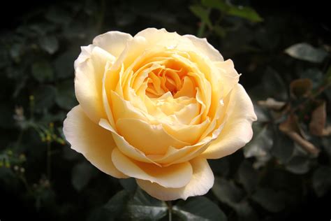 Caramel Antique Garden Rose | White flower farm, Hybrid tea roses ...