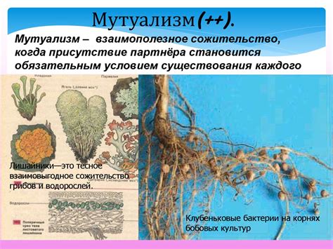 Мутуализм