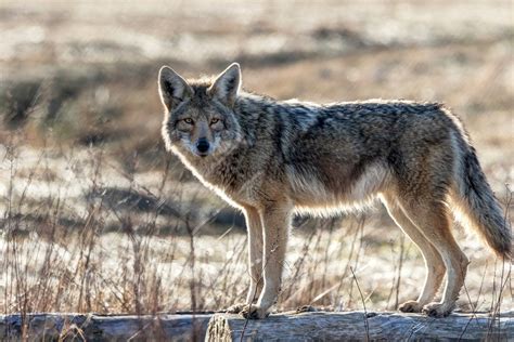 Best Coyote-Hunting Gear: Everything You Need to Hunt Coyotes