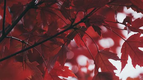 秋天的红色枫叶,高清图片-壁纸族