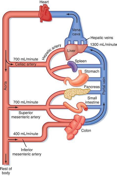 Liver Blood Flow Ultrasound | Education | The Portal Vein Normally