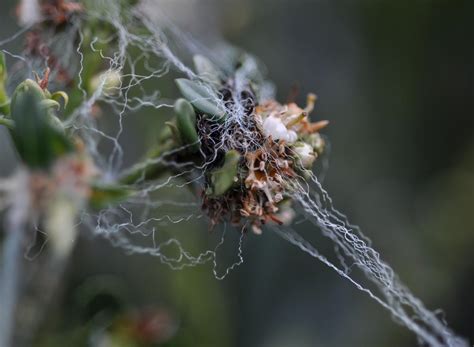 Image result for Stringy Object Show