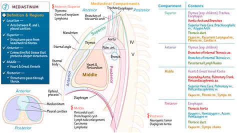 Mediastinum And Pleural Cavity