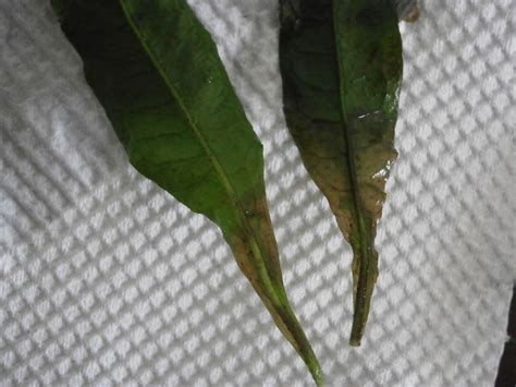 Image result for Java Fern Disease