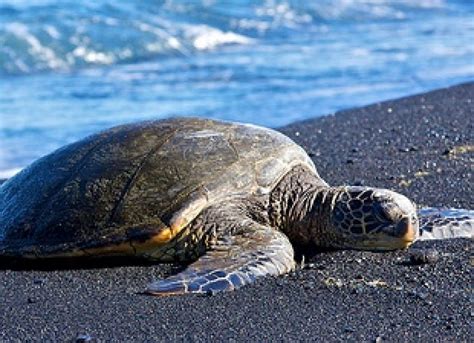 Image result for Turtle Shell Evolution