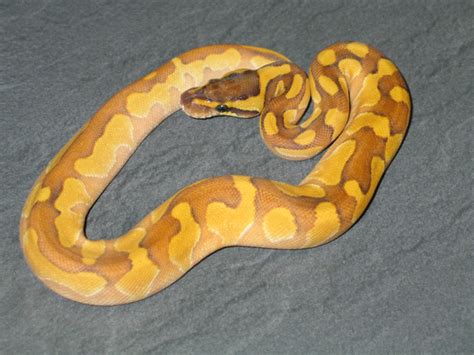 Image result for Lesser Fire Ball Python