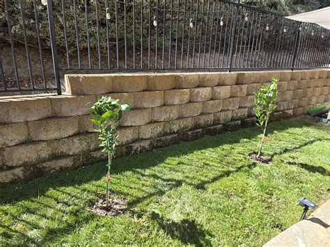 Midnight Sun® Weigelas for Sale | FastGrowingTrees.com