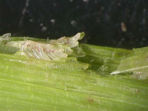 BPH, Nilaparvata lugens Stal,Rice brown planthopper (BPH),Rice pests of ...