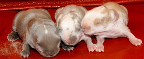 Hasen, Kaninchen Kleinanzeigen