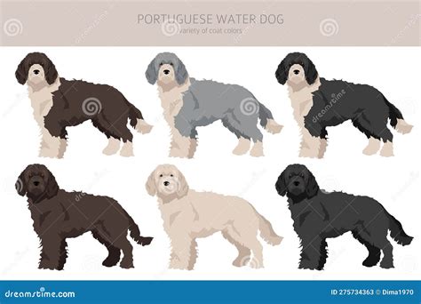 Portuguese Water Dog Clipart. Different Poses, Coat Colors Set Stock ...