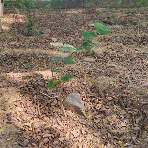 Tech in Bloom: PodTech IO’s Journey to a Greener Future – Grow Billion ...