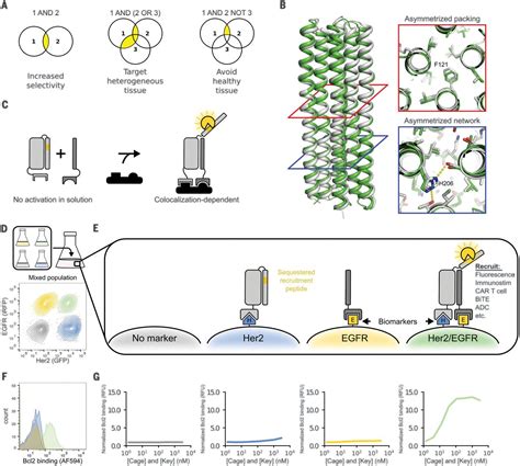 Image result for Target Cells