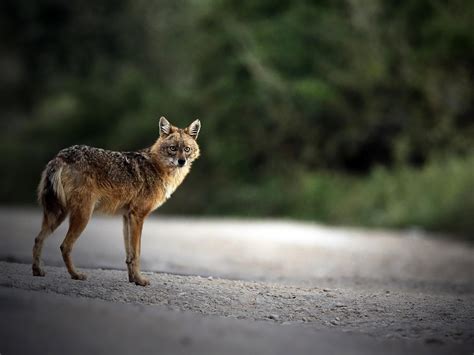 Golden jackals moving into western Europe | The Independent | The ...