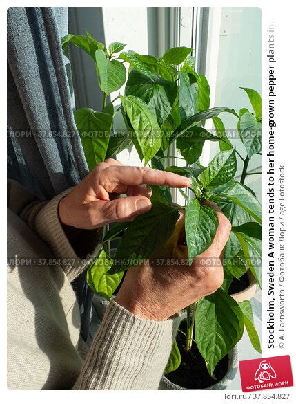 Stockholm, Sweden A woman tends to her home-grown pepper plants in ...