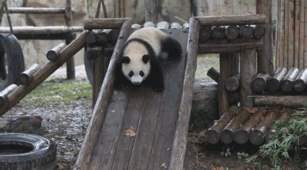 北京动物园一大熊猫竟然"秃"了 为啥有的动物天生就秃头？-大熊猫,秃头 ——快科技(驱动之家旗下媒体)--科技改变未来