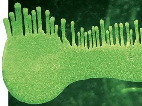 ‘Microbes enable all life — and they adapt constantly’ | India News ...