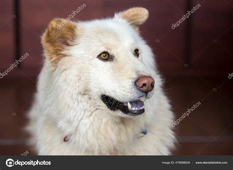 Golden Retriever German Shepherd Mix Puppies
